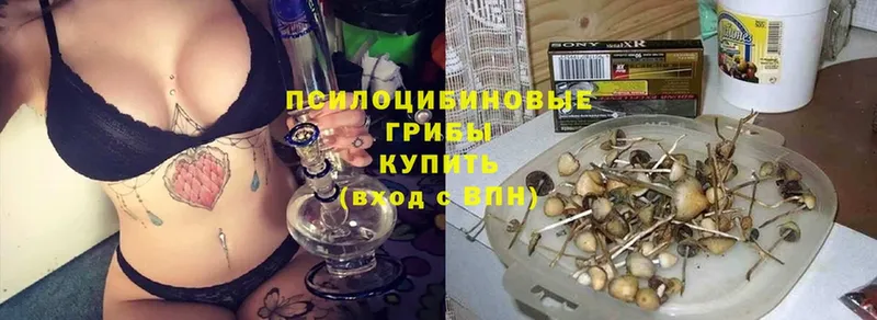 закладки  Осташков  Галлюциногенные грибы Cubensis 